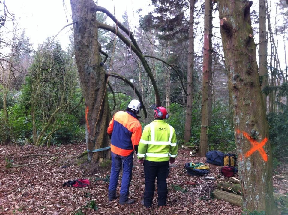 Professional Tree Reports, Inspections & Arboricultural Advice