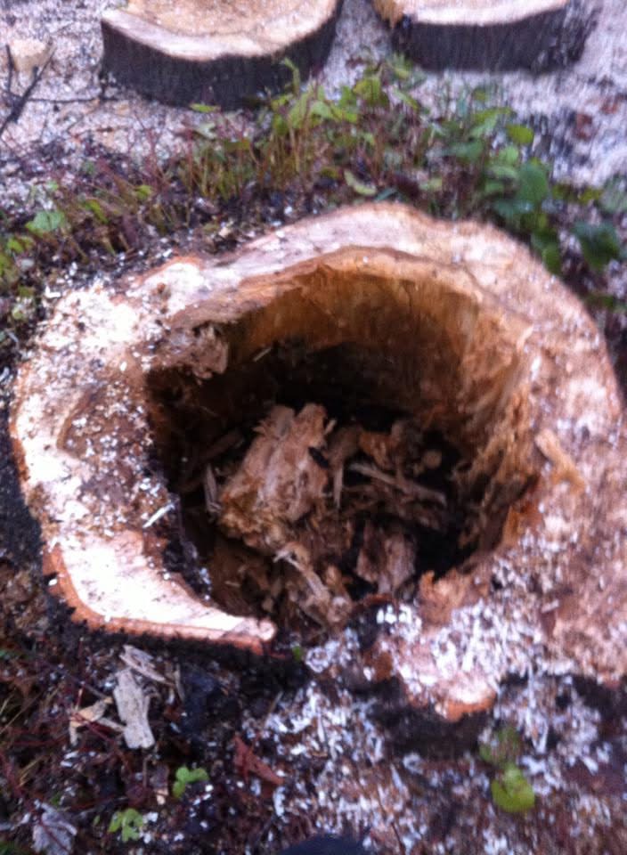 Professional Tree Reports, Inspections & Arboricultural Advice