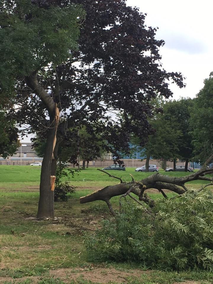 Professional Tree Reports, Inspections & Arboricultural Advice